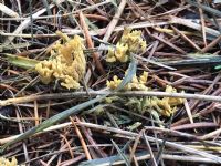 Ramaria abietina (the khaki coral): Click to enlarge